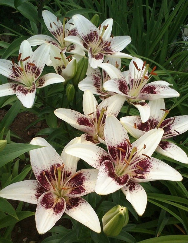 Лилия Блэк Ай